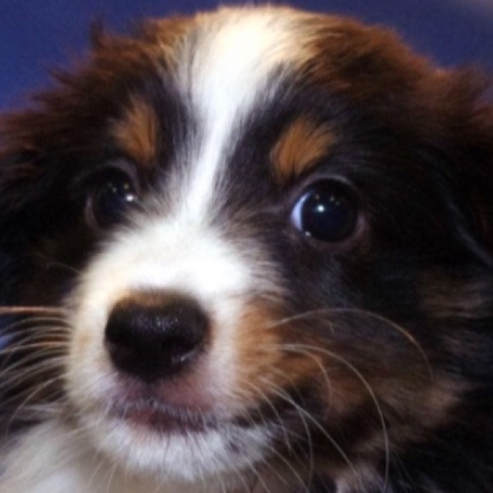 Meet your Posher, Abby